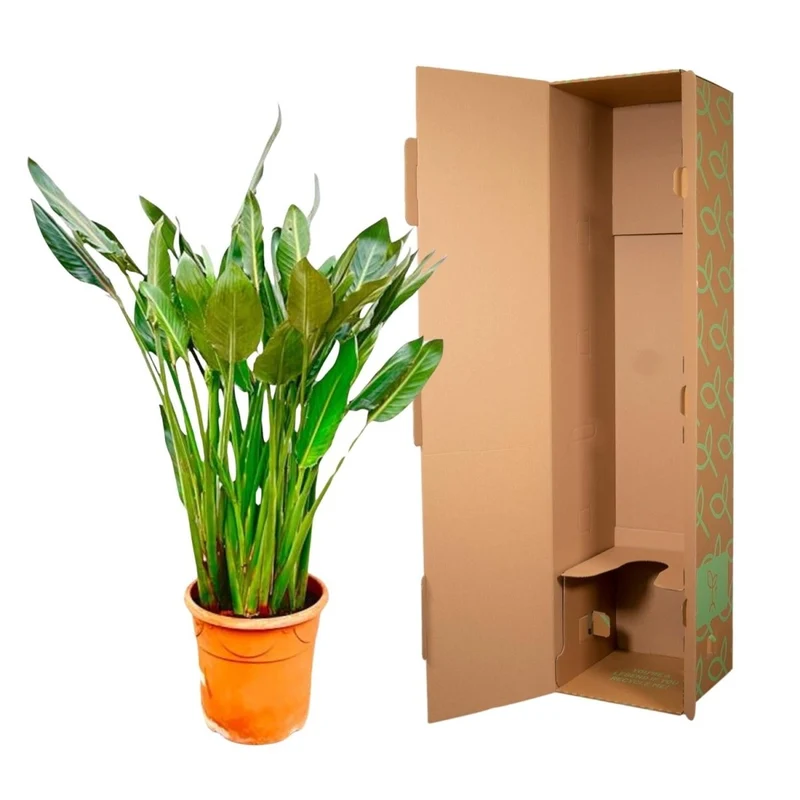 Strelitzia Reginae – Orange Paradiesvogel für Innen & Garten