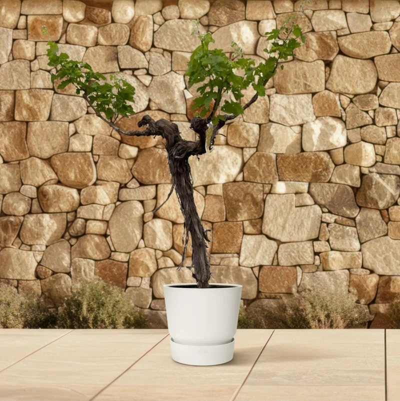 Weinrebe – Vitis vinifera – ca. 220 cm – Ø55 cm Topf – Mediterrane Kletterpflanze & Obstpflanze