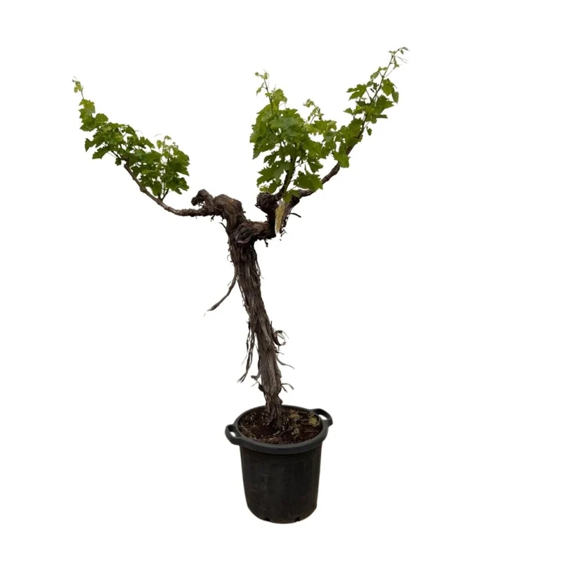 Weinrebe – Vitis vinifera – ca. 220 cm – Ø55 cm Topf – Mediterrane Kletterpflanze & Obstpflanze
