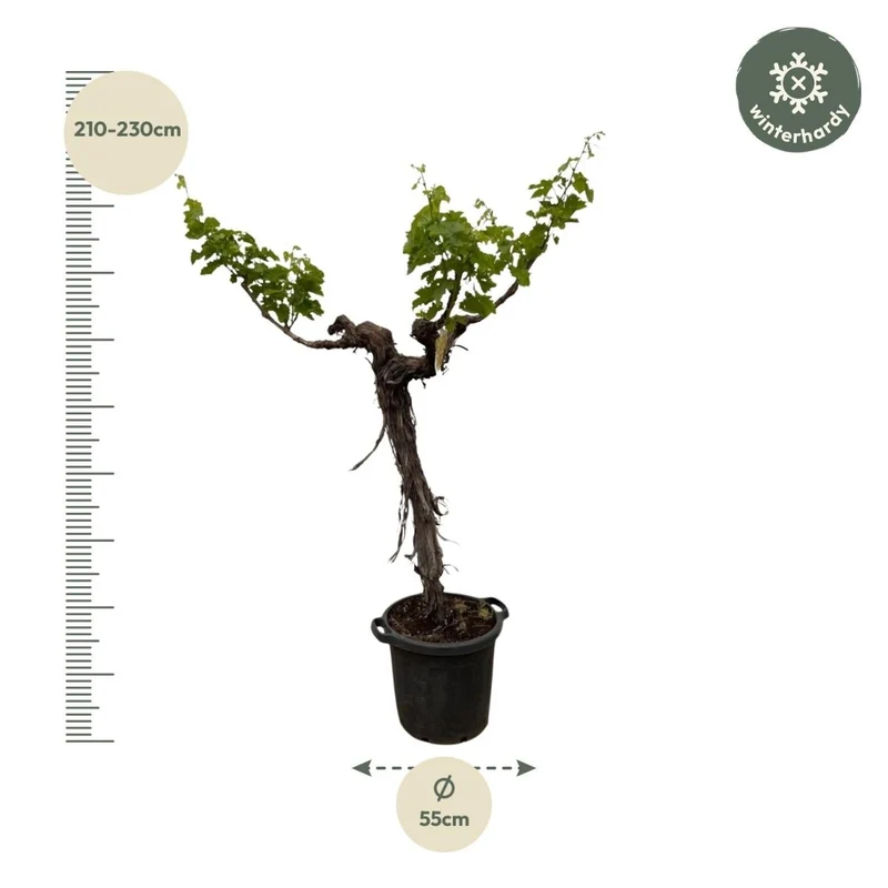 Weinrebe – Vitis vinifera – ca. 220 cm – Ø55 cm Topf – Mediterrane Kletterpflanze & Obstpflanze