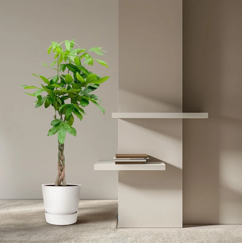Pachira aquatica 140 cm | Glückskastanie im Ø27 cm