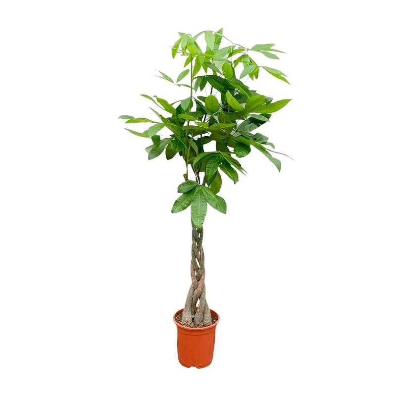 Pachira aquatica 140 cm | Glückskastanie im Ø27 cm