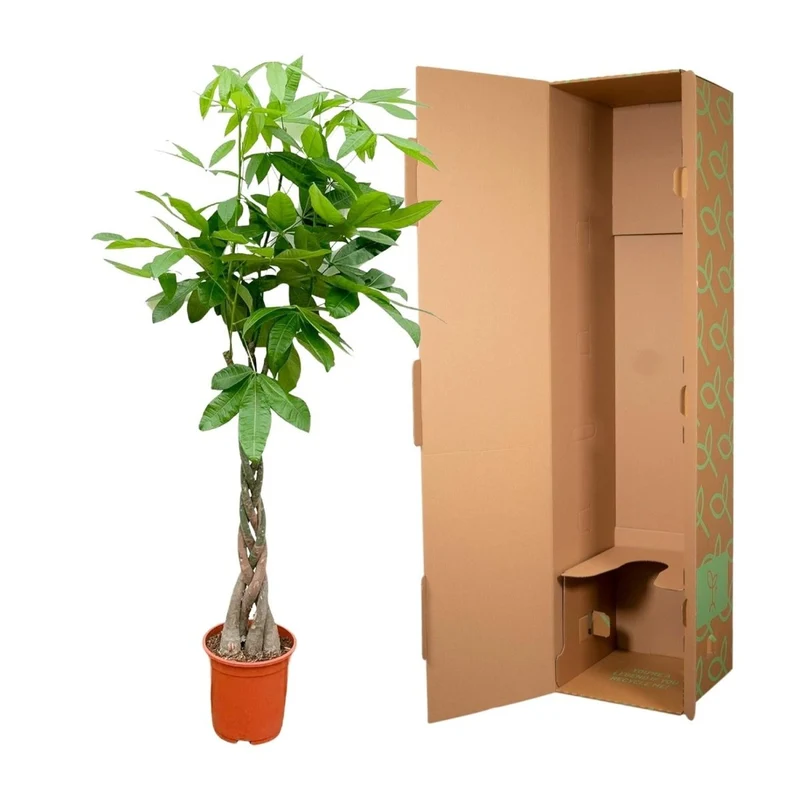 Pachira aquatica 140 cm | Glückskastanie im Ø27 cm