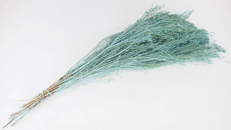 Broom Bloom getrocknet - 1 Strauß - Puderblau