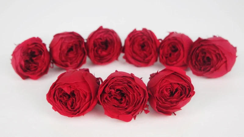 Rosen konserviert Cocotte Earth Matters - 9 Köpfe - Queen red 331