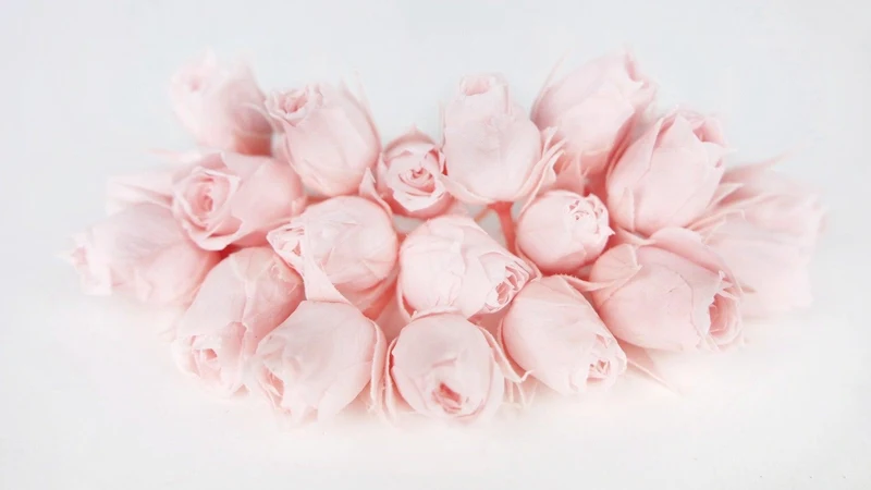 Rosenblütenknospen konserviert Earth Matters - 20 Köpfe - Bridal pink 101
