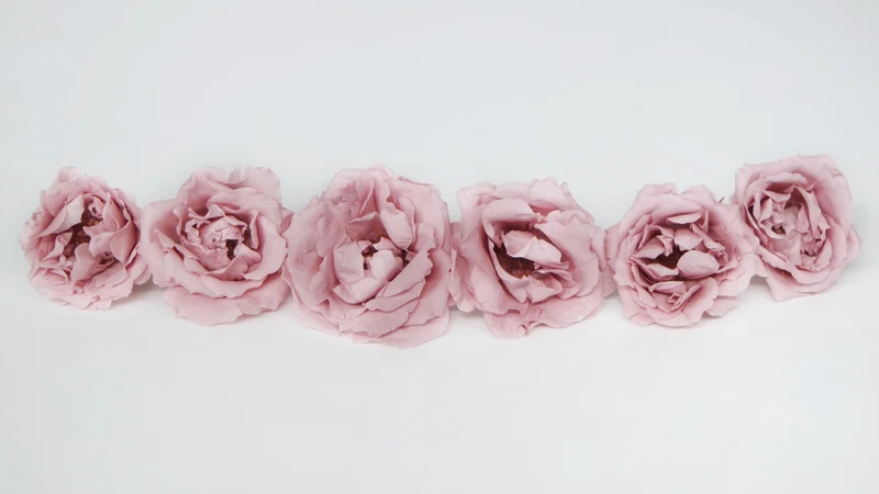 Rosen konserviert Majolica Earth Matters - 6 Köpfe - Misty rose 241