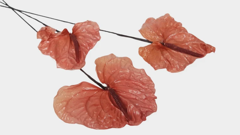 Anthurium konserviert Earth Matters - 3 Stück - Bon bon pink 171
