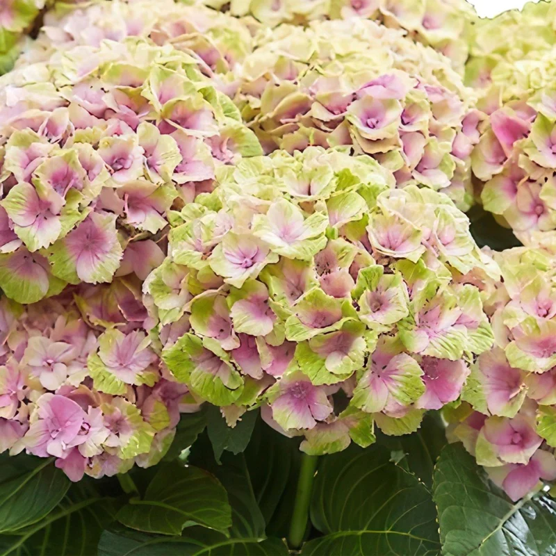 Balkon-Hortensie Magical Jewel Pink – 2 Pflanzen – 6–10 Blüten – Ø23 cm Topf – Höhe ca. 55 cm