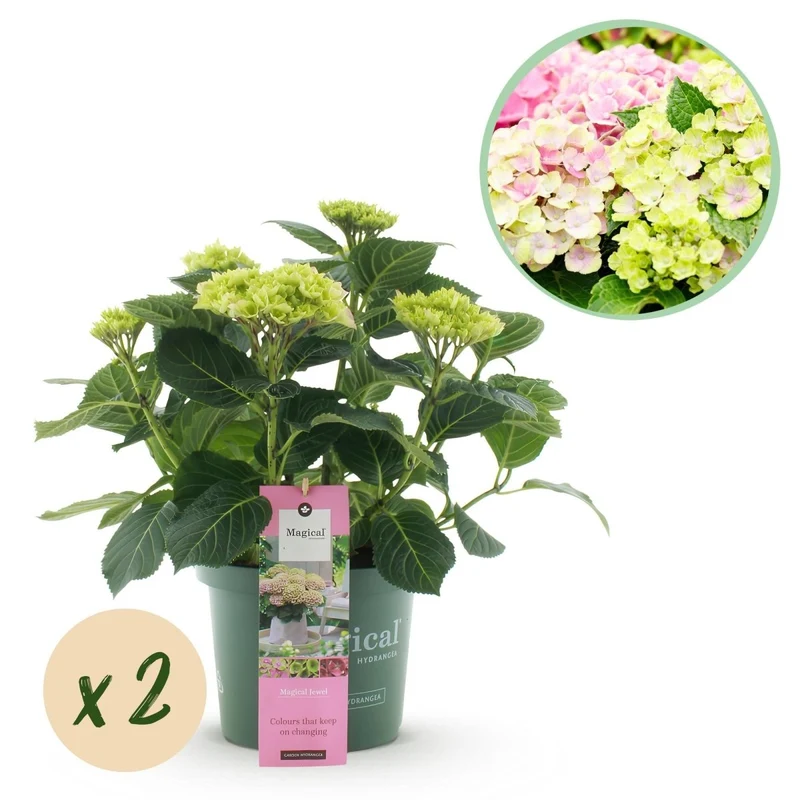 Balkon-Hortensie Magical Jewel Pink – 2 Pflanzen – 6–10 Blüten – Ø23 cm Topf – Höhe ca. 55 cm
