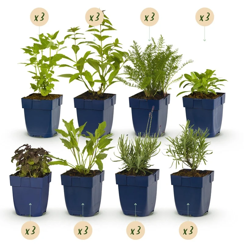 Stauden-Paket - Duftend - 24 Stauden - Für 3 m² - Verschiedene Farben - Wenig Pflege - Topf 11 cm