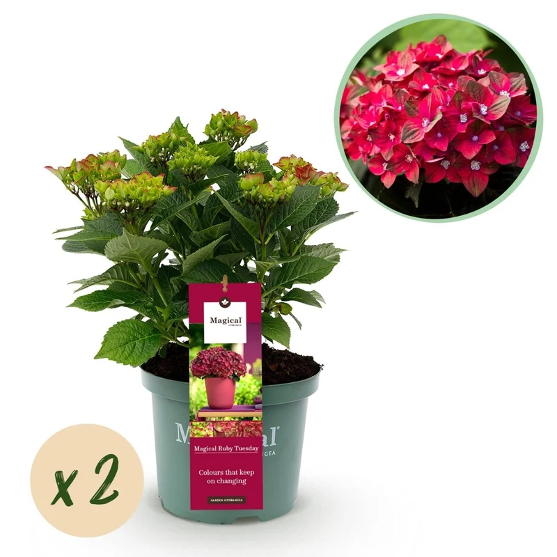 Balkon-Hortensie Magical Tuesday & Sapphire Rot – 2 Pflanzen – 6–10 Blüten – Ø23 cm Topf – Höhe ca. 55 cm
