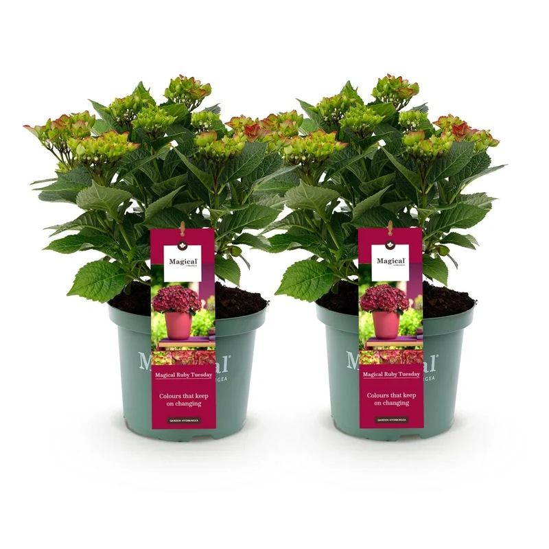Balkon-Hortensie Magical Tuesday & Sapphire Rot – 2 Pflanzen – 6–10 Blüten – Ø23 cm Topf – Höhe ca. 55 cm