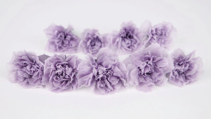 Nelken mini konserviert Earth Matters - 9 Stück - Powder lilac 431