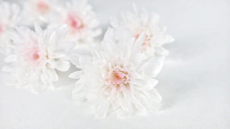 Chrysantheme konserviert Earth Matters - 6 Köpfe - White pink 103
