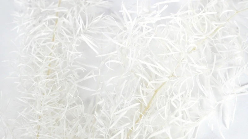 Sprengeri-Spargel konserviert Earth Matters - 1 Bund - Off white