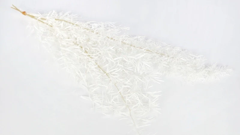 Sprengeri-Spargel konserviert Earth Matters - 1 Bund - Off white