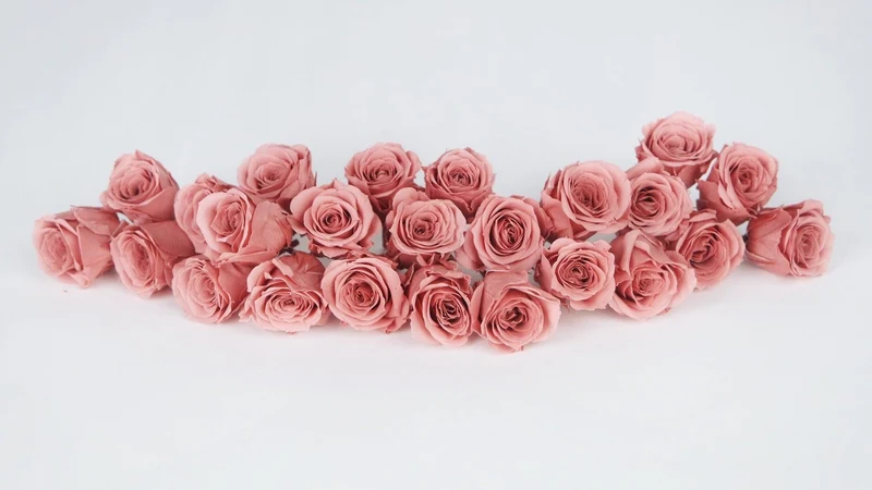 Rosen konserviert Vivian Earth Matters - 24 Köpfe - Bon bon pink 171