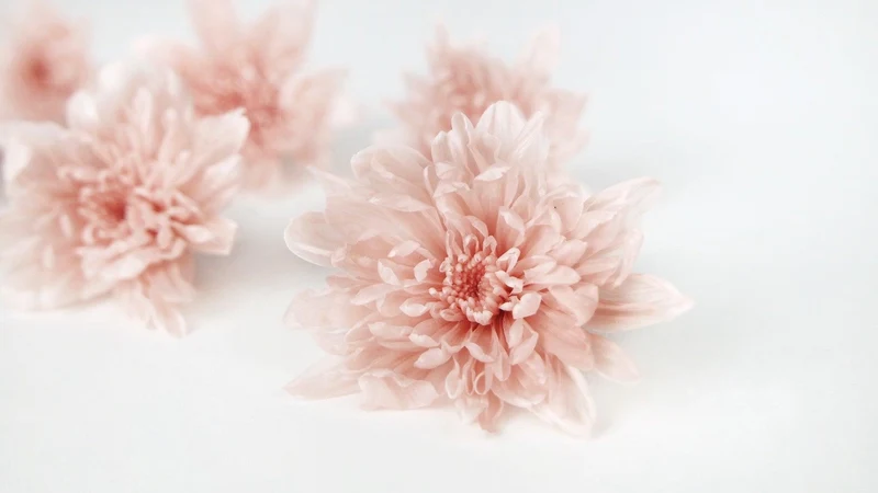 Chrysantheme konserviert Earth Matters - 6 Köpfe - Silky pink 131