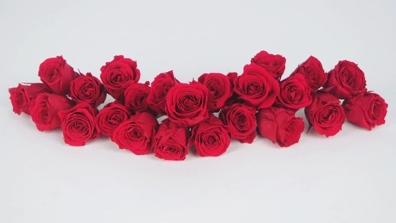 Rosen konserviert Vivian Earth Matters - 24 Köpfe - Queen red 331