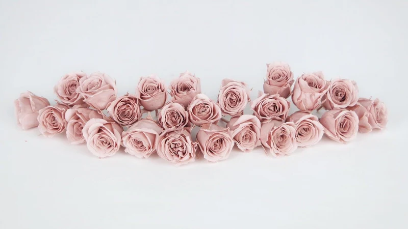 Rosen konserviert Vivian Earth Matters - 24 Köpfe - Mauve pink 192