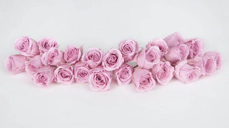 Rosen konserviert Vivian Earth Matters - 24 Köpfe - Crystal pink 111