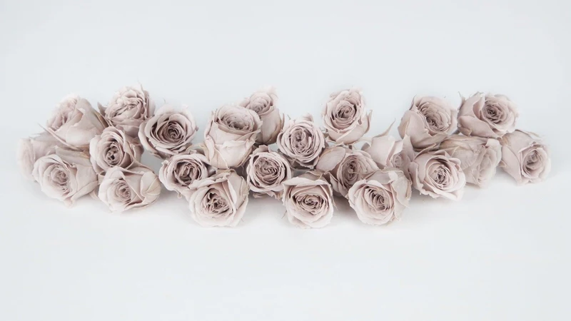 Rosen konserviert Vivian Earth Matters - 24 Köpfe - Pink beige 081