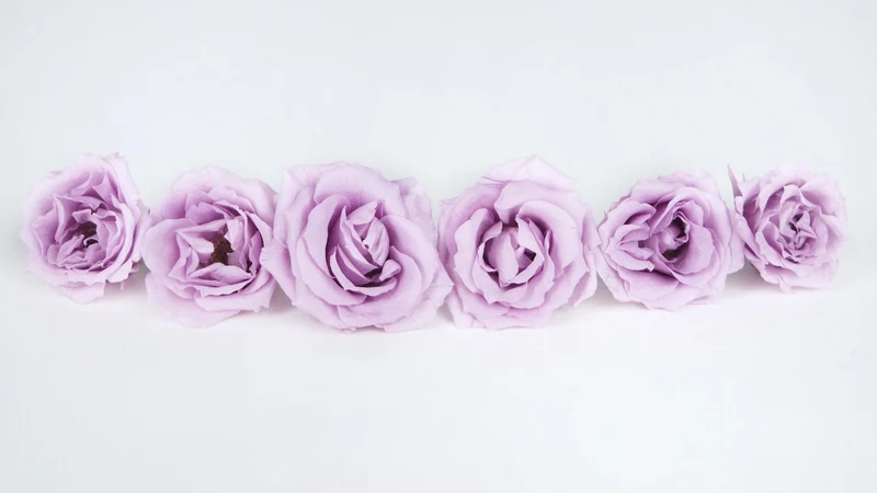 Rosen konserviert Majolica Earth Matters - 6 Köpfe - Sweet lilac 451