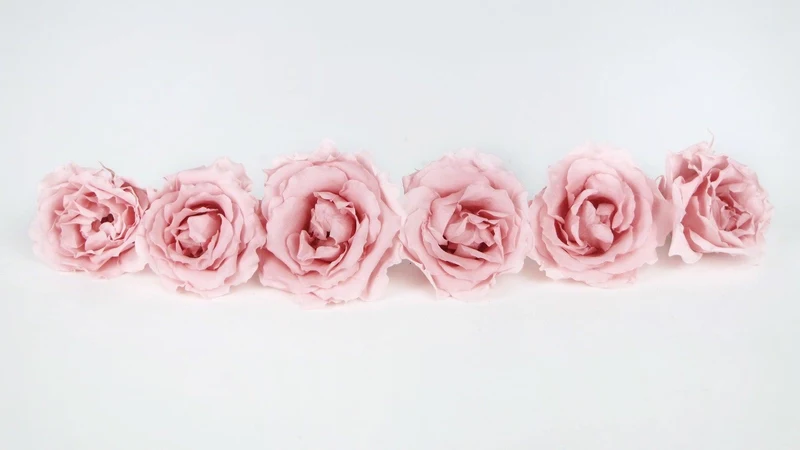 Rosen konserviert Majolica Earth Matters - 6 Köpfe - Vanilla pink 133