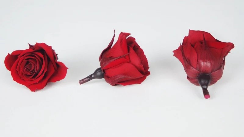 Rosen konserviert Izumi Earth Matters - 9 Köpfe - Wine red 471