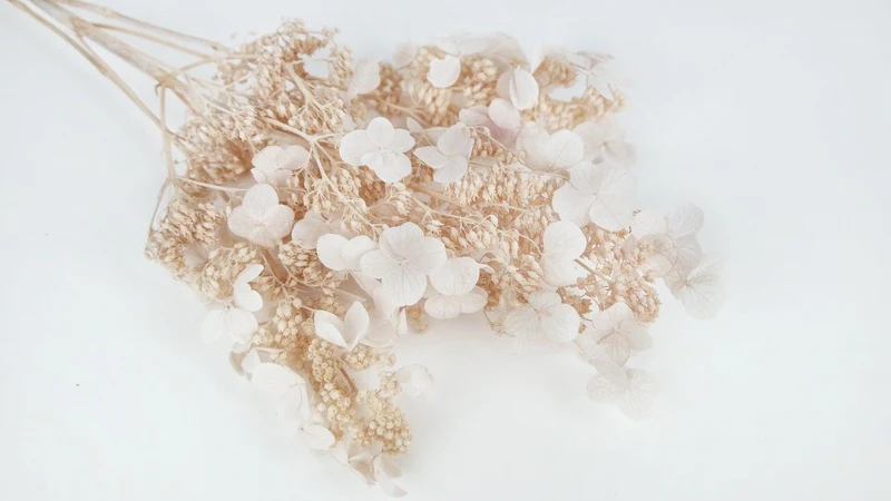 Getrocknete Hortensie paniculata Earth Matters - 1 Bund - Pink beige 081