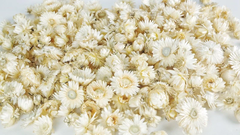 Strohblumen Köpfe - 200 g - Naturfarbe Elfenbein
