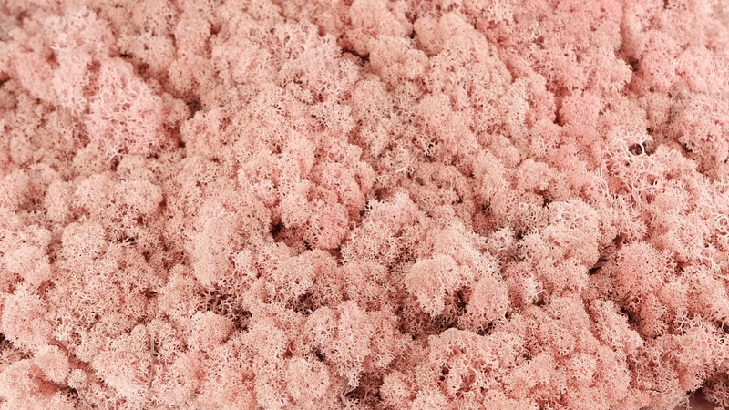 Konserviertes Islandmoos - 500 g - Hellrosa