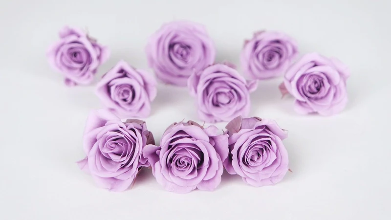 Rosen konserviert Izumi Earth Matters - 9 Köpfe - Sweet lilac 451