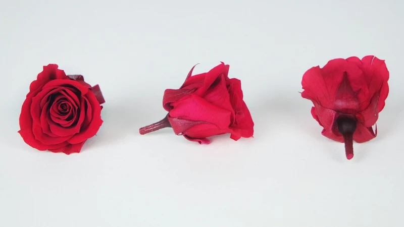 Rosen konserviert Izumi Earth Matters - 9 Köpfe - Queen red 331