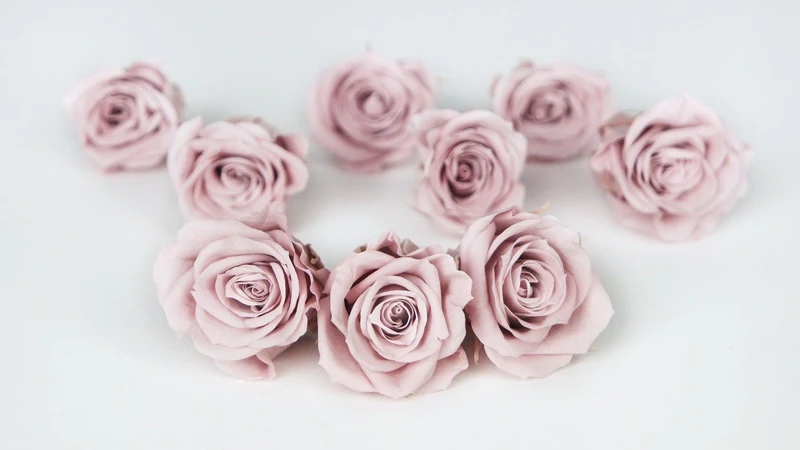 Rosen konserviert Izumi Earth Matters - 9 Köpfe - Misty Rose 241