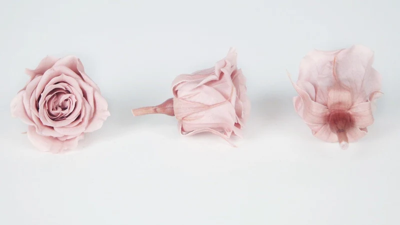 Rosen konserviert Izumi Earth Matters - 9 Köpfe - Misty Rose 241