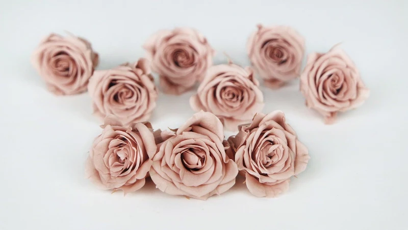 Rosen konserviert Izumi Earth Matters - 9 Köpfe - Mauve pink 192