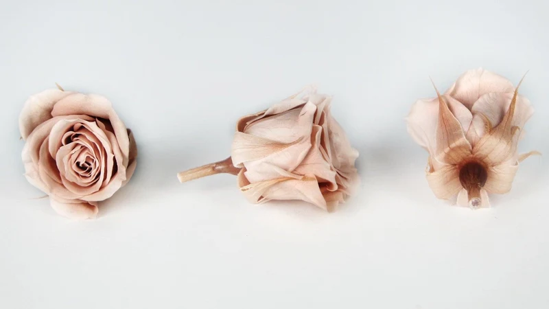 Rosen konserviert Izumi Earth Matters - 9 Köpfe - Mauve pink 192