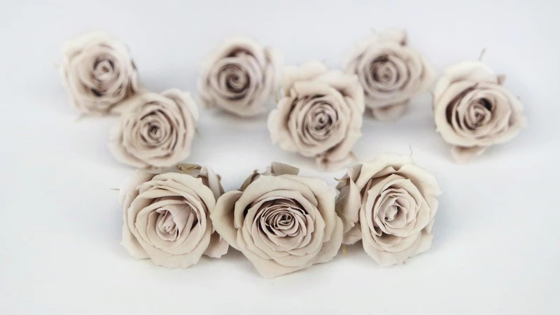 Rosen konserviert Izumi Earth Matters - 9 Köpfe - Pink beige 081