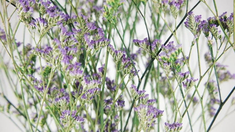 Limonium getrocknet - 1 Bund - Naturfarbe lila