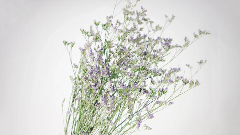 Limonium getrocknet - 1 Bund - Naturfarbe lila
