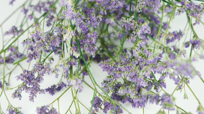 Limonium getrocknet - 1 Bund - Naturfarbe lila