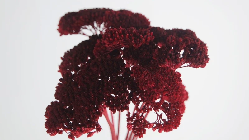 Achillea Parker getrocknet - 1 Bund - Rot