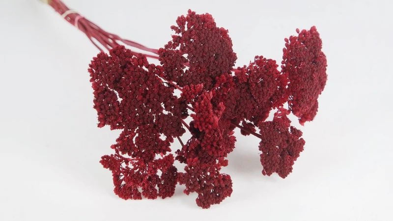 Achillea Parker getrocknet - 1 Bund - Rot