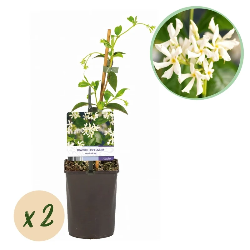 Toskanischer Jasmin - Trachelospermum jasminoides - Blüte Weiß - Immergrün - 2 Pflanzen