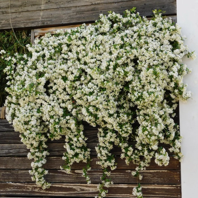 Toskanischer Jasmin - Trachelospermum jasminoides - Blüte Weiß - Immergrün - 2 Pflanzen