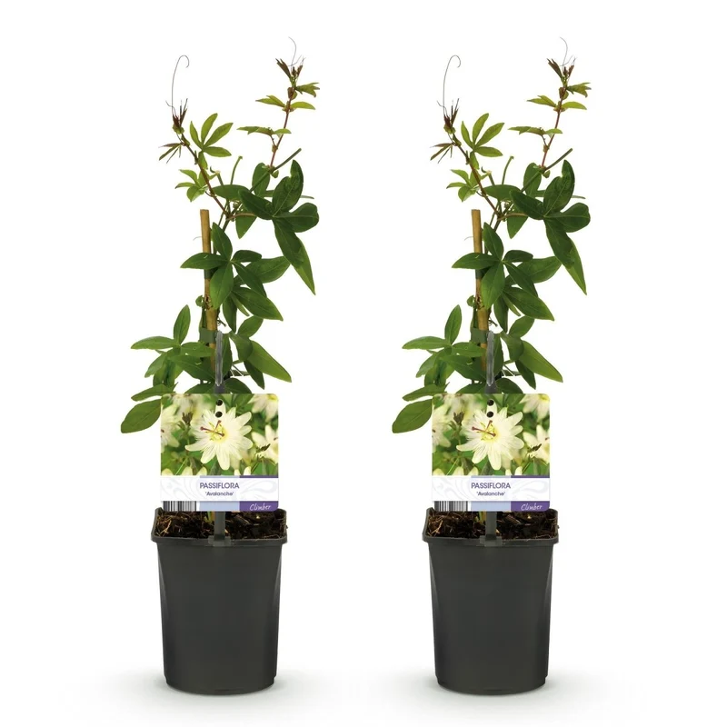 Passionsblume Passiflora Avalanche | Weiße Blüten – 2 Pflanzen 40 cm Ø11 cm Topf