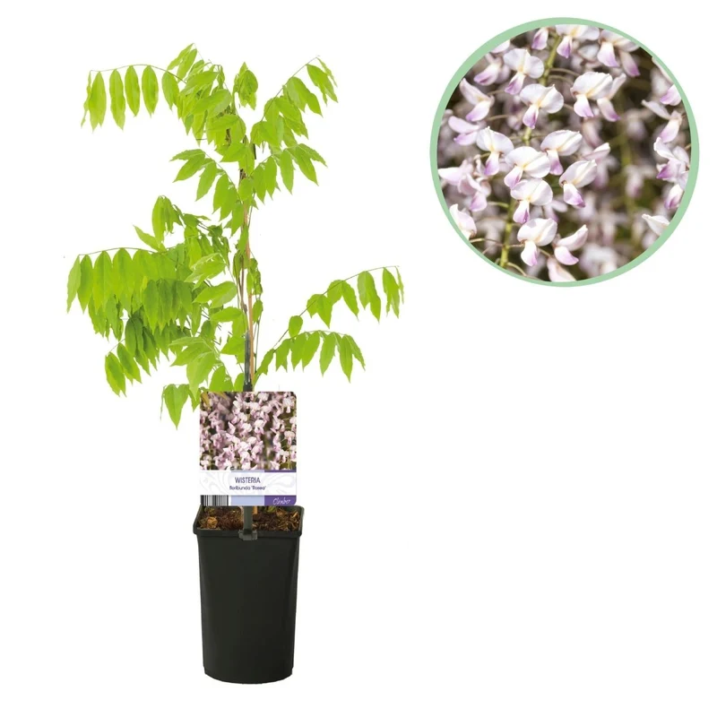Blauregen Wisteria floribunda 'Rosea' | Rosa Blüten – Kletterpflanze 40 cm Ø11 cm Topf