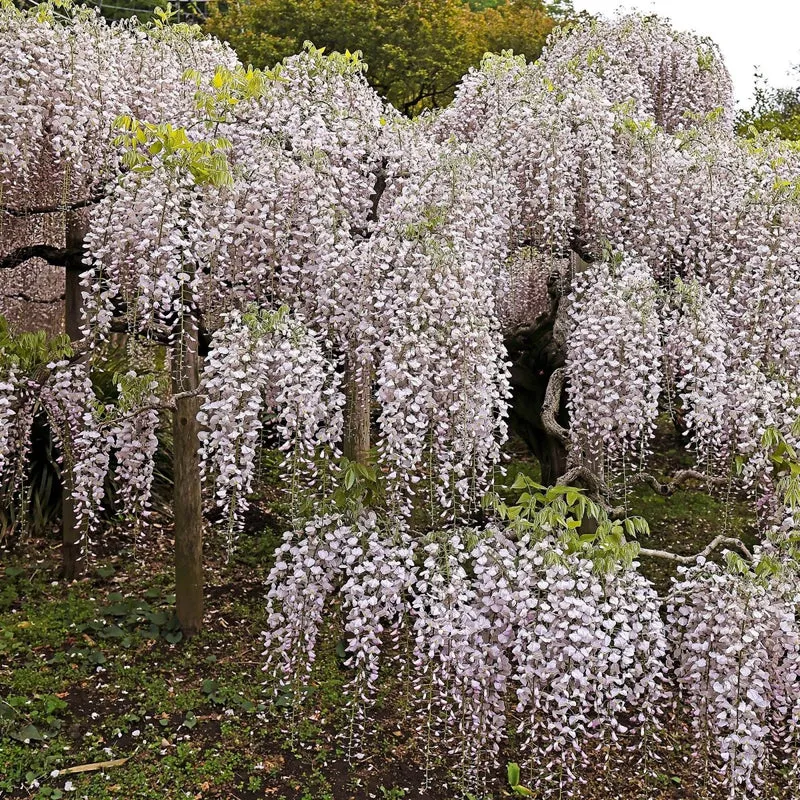 Blauregen Wisteria floribunda 'Rosea' | Rosa Blüten – Kletterpflanze 40 cm Ø11 cm Topf